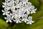 Swamp milkweed